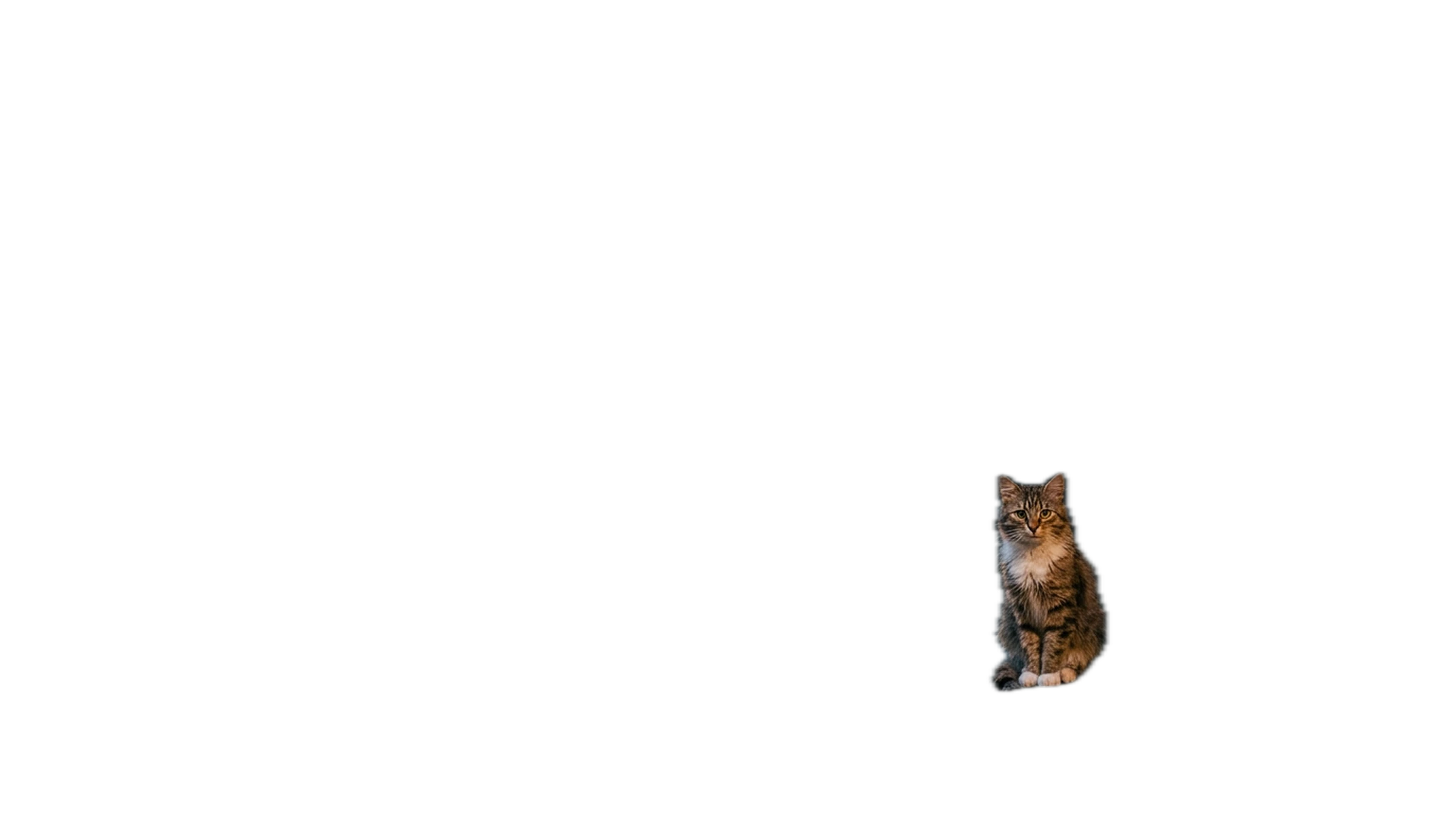 A wet tabby cat sitting alone in an old doorway at night