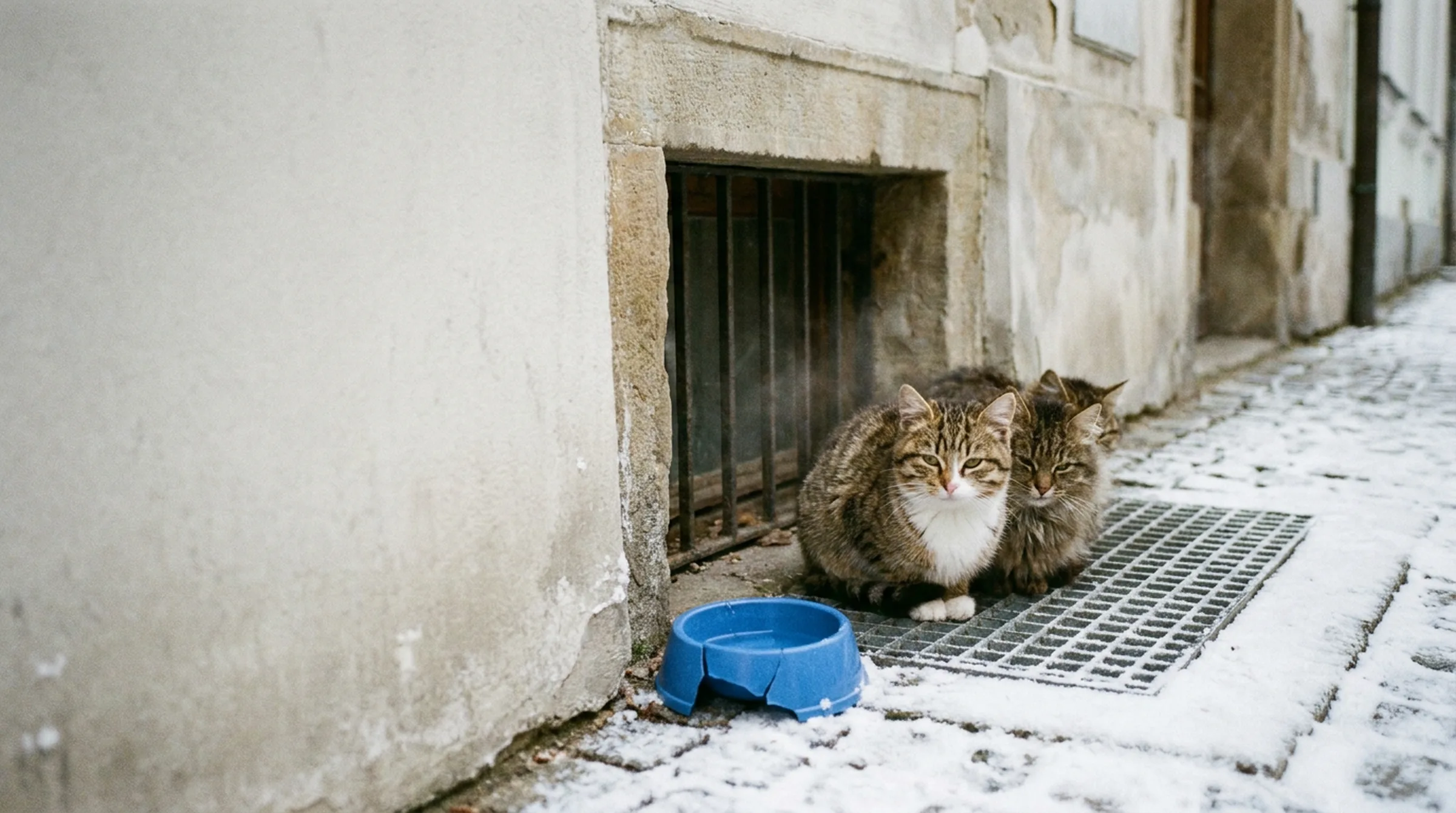 Stray cats huddled on a frosted cellar grate next to an empty bowl